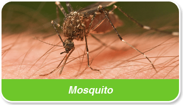 plagas mosquitos