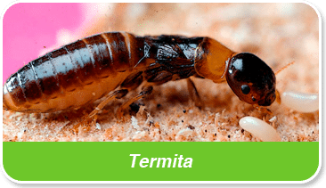 plagas termitas