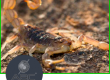 alacranes