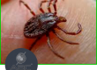 garrapatas