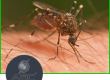 mosquitos